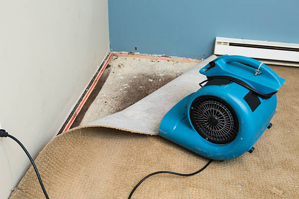 Best Carpet water damage restoration  in Warren, MN